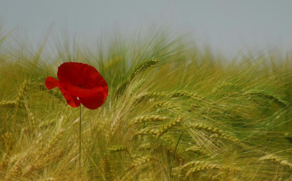 coquelicot ... encore et encore !