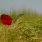 coquelicot ... encore et encore !