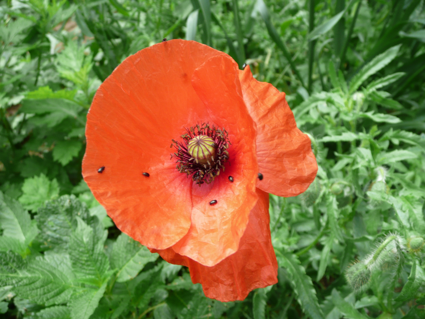 Coquelicot et ?????