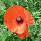 Coquelicot et ?????