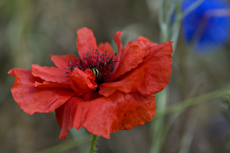 Coquelicot et bleuet