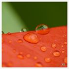 coquelicot et gouttes d'eau