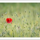 Coquelicot et pucerons