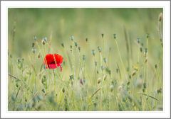 Coquelicot et pucerons