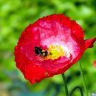 coquelicot et ses copines