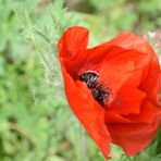 coquelicot