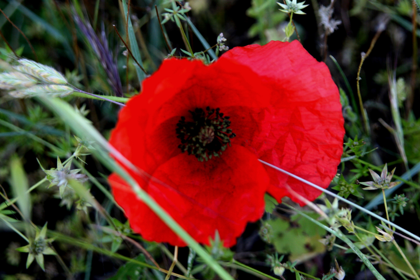 Coquelicot.