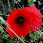 Coquelicot.