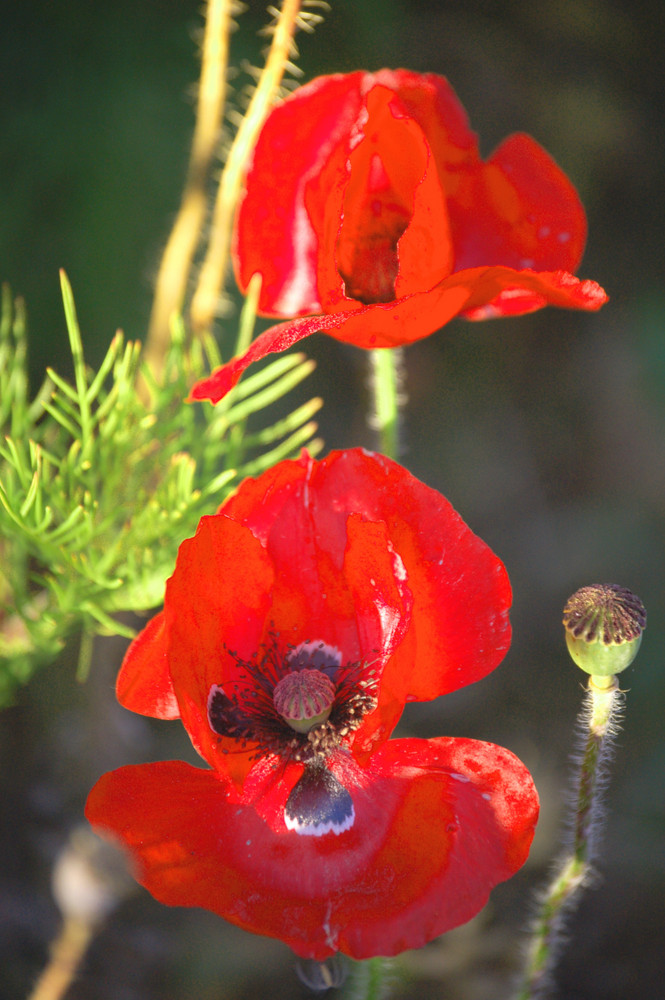 Coquelicot