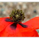 coquelicot