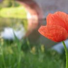 coquelicot