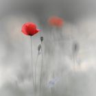 coquelicot ....