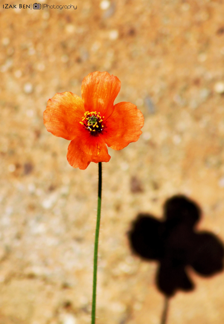 Coquelicot