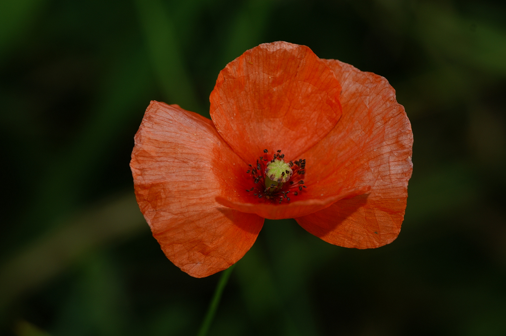 coquelicot froisé