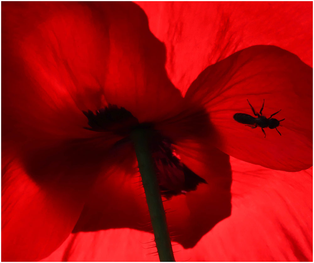 Coquelicot insecte 1 