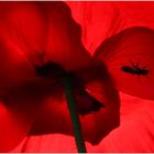 Coquelicot insecte 1 