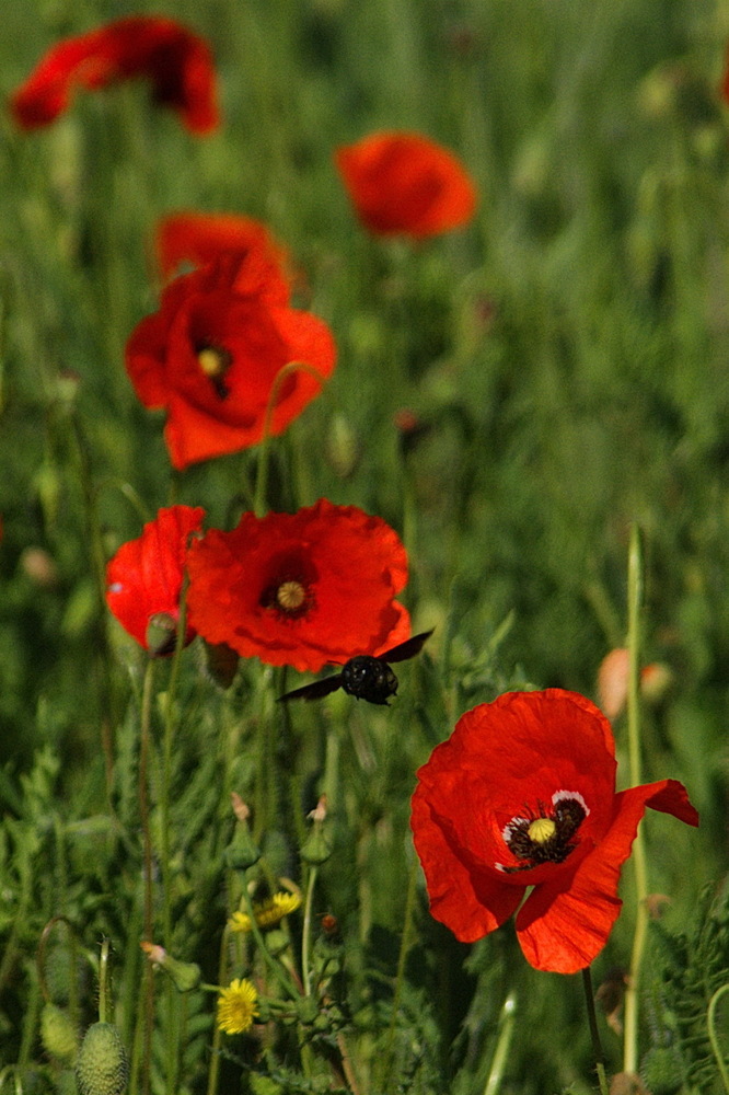 coquelicot & insecte pollinisateur