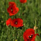 coquelicot & insecte pollinisateur