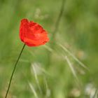 coquelicot isolé