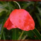 Coquelicot joli