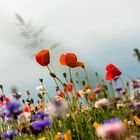 Coquelicot * Klatschmohn