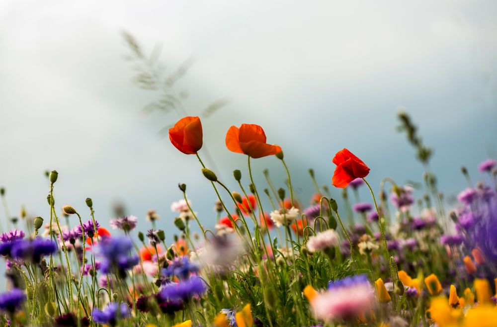 Coquelicot * Klatschmohn