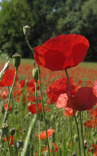 coquelicot mon amour