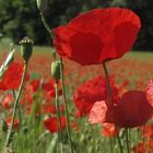 coquelicot mon amour