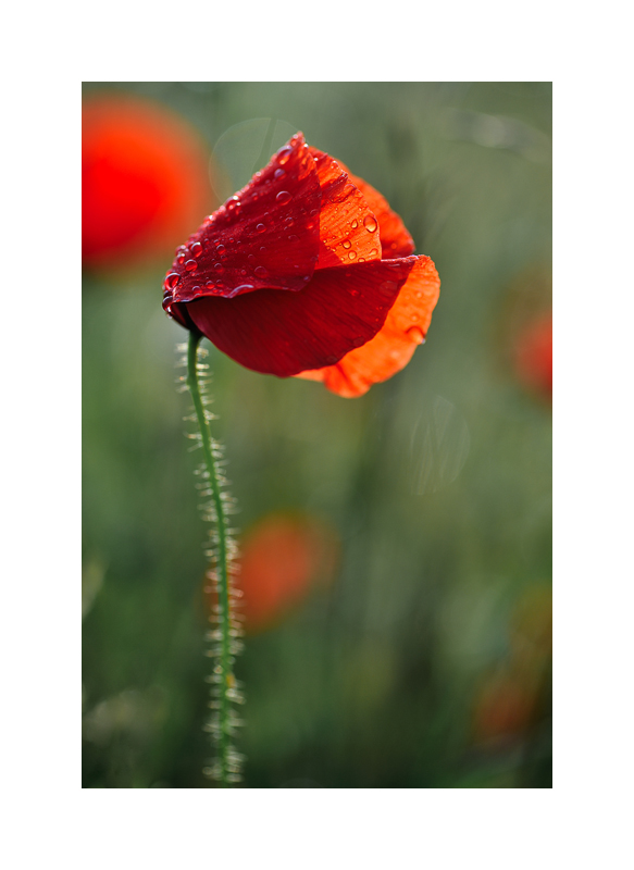 coquelicot mouillé