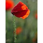 coquelicot mouillé