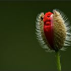 Coquelicot nouveau.