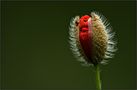 Coquelicot nouveau. de ennedi 