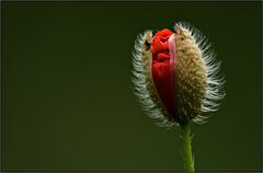 Coquelicot nouveau.