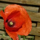 Coquelicot nouveau