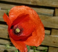 Coquelicot nouveau