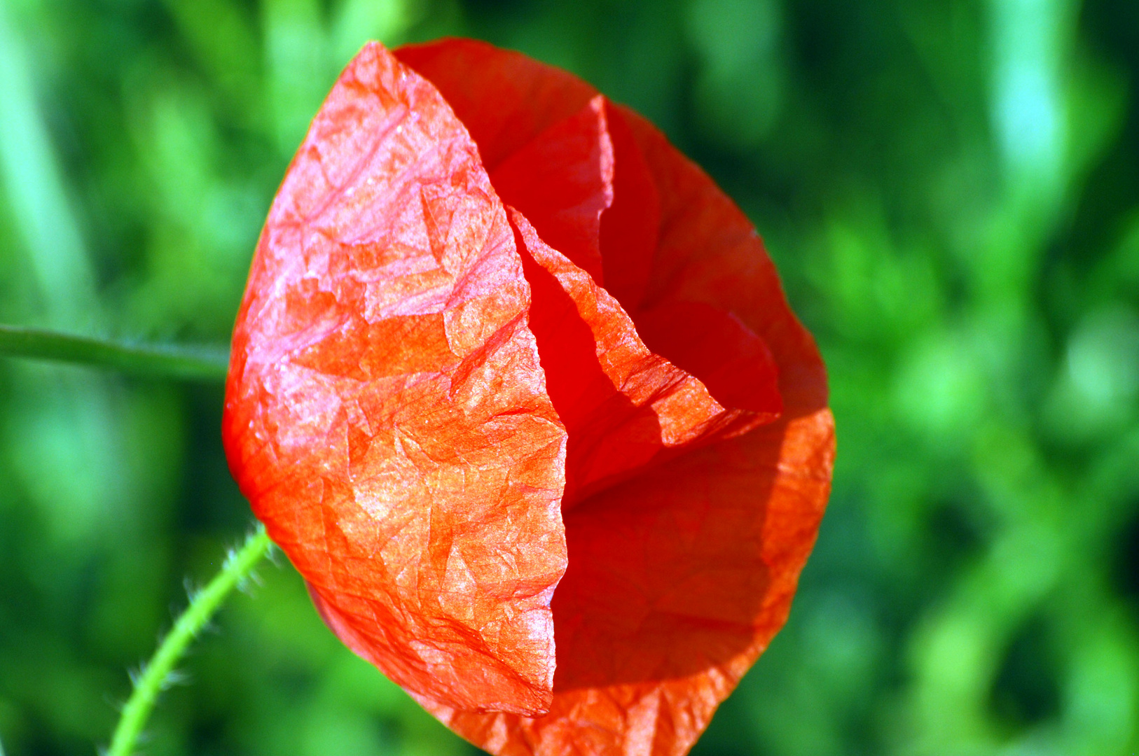 coquelicot nuancé ...!