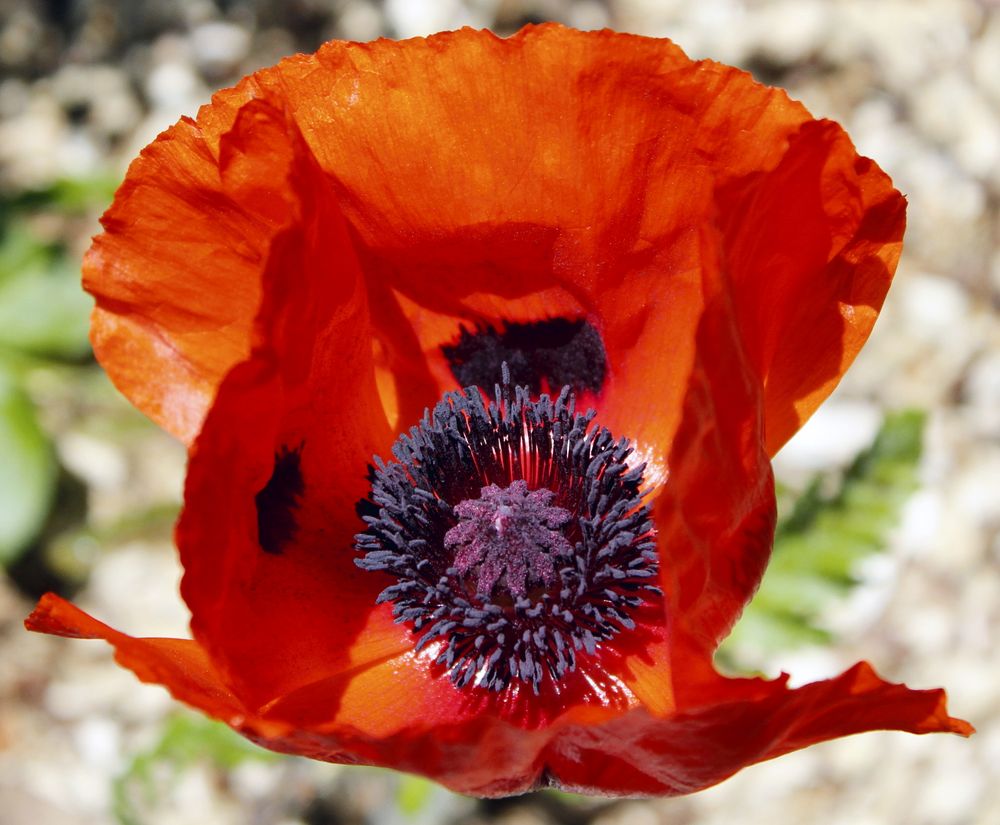 Coquelicot ou Pavot?