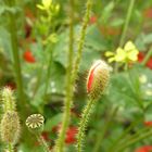 Coquelicot ouvre toi ..