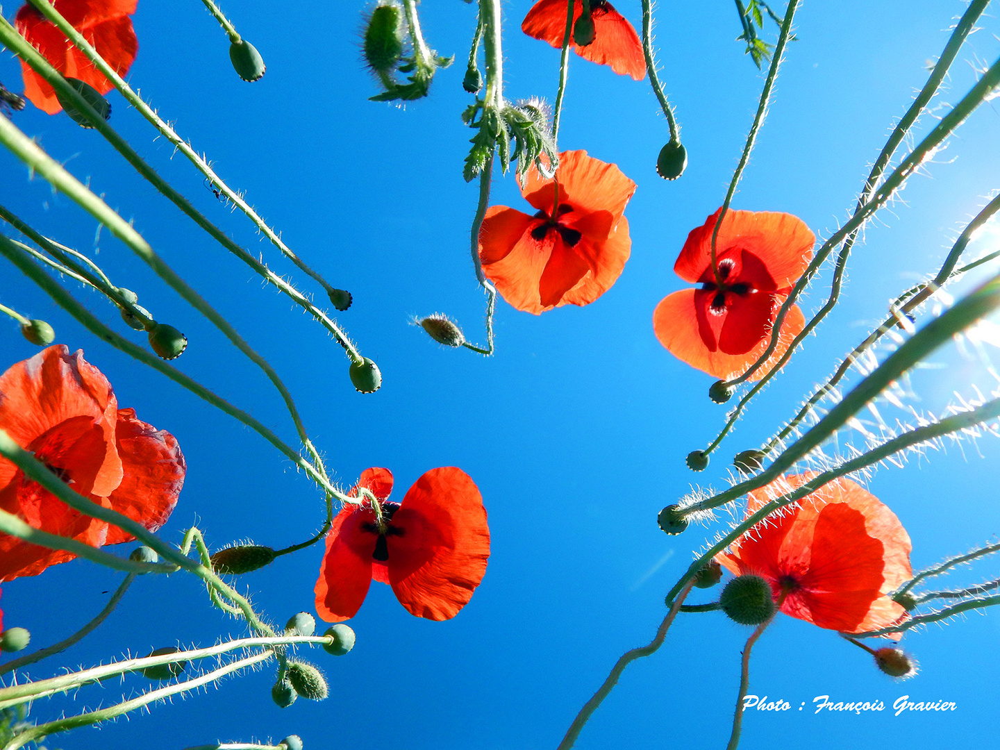 Coquelicot par en dessous