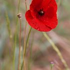 Coquelicot perlé de pluie