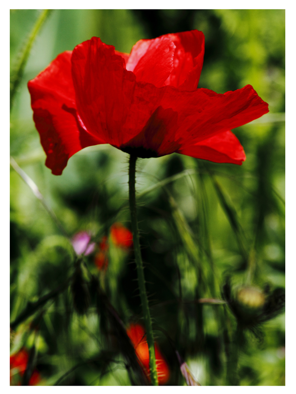 Coquelicot printemps