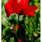 Coquelicot printemps