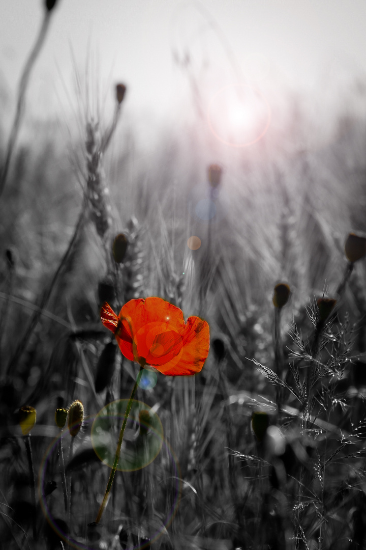 Coquelicot revisité