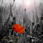 Coquelicot revisité