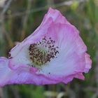 COquelicot Rose