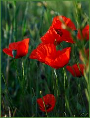 Coquelicot rouge