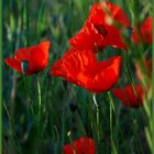 Coquelicot rouge