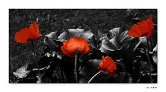 coquelicot rouge