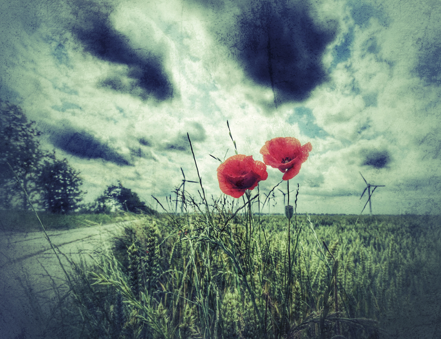 coquelicot rouge