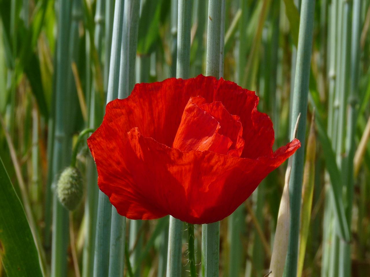 Coquelicot solitaire